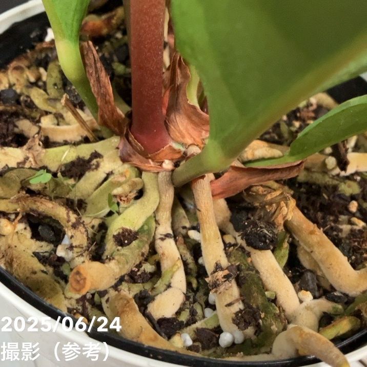 アンスリウム ジャングルキング 5号｜観葉04-PA | 観葉・多肉 | 赤塚