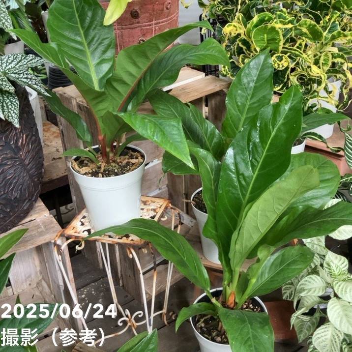 【現品】アンスリウム・ジャングルブッシュ　7号　黒鉢　（1） 現品】アンスリウム・ジャングルブッシュ 7号 黒鉢 （1） 現品