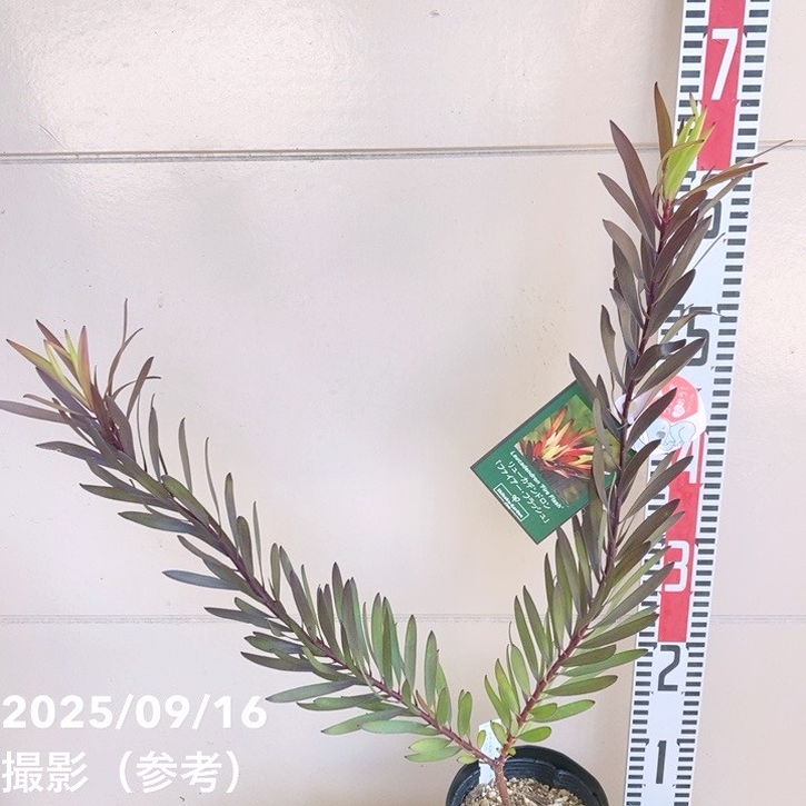 リューカデンドロン ファイアー・フラッシュ 4.5号｜花木04-PA | 花木