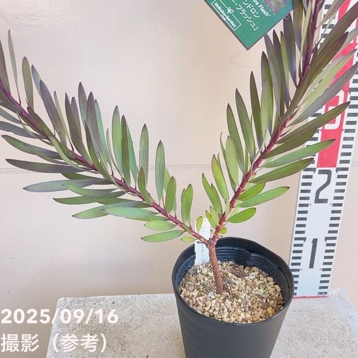 リューカデンドロン ファイアー・フラッシュ 4.5号｜花木04-PA | 花木