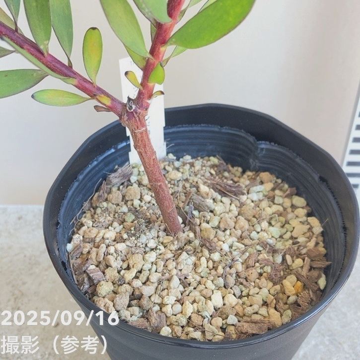 リューカデンドロン ファイアー・フラッシュ 4.5号｜花木04-PA | 花木