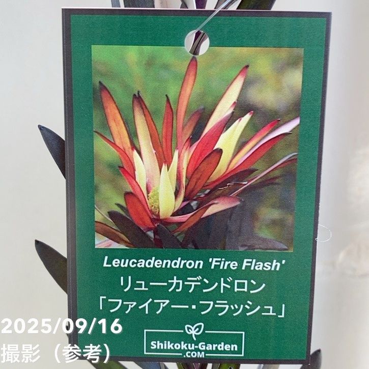 リューカデンドロン ファイアー・フラッシュ 4.5号｜花木04-PA | 花木