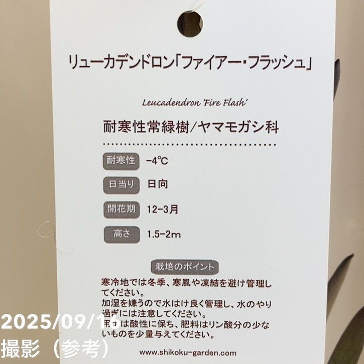 リューカデンドロン ファイアー・フラッシュ 4.5号｜花木04-PA | 花木