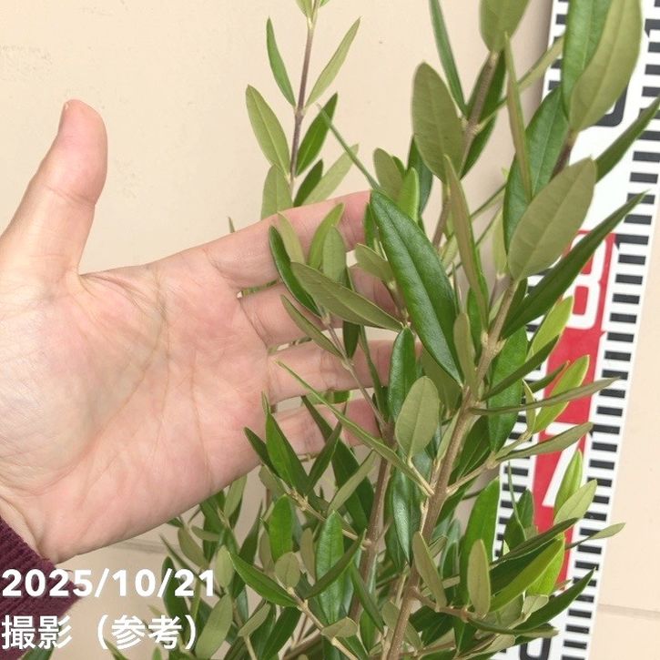 オリーブ（ひなかぜ） オリーブ ひなかぜ 4号サイズ【観葉植物】【インドアオリーブ