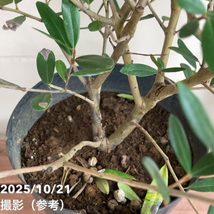 オリーブ（ひなかぜ） オリーブ ひなかぜ 4号サイズ【観葉植物】【インドアオリーブ