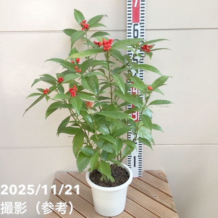 千両 センリョウ 5号｜花木04-PA | 花木・庭木 | 赤塚植物園オンライン