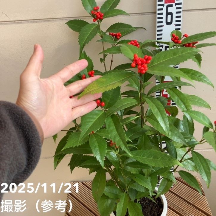 決算P5倍！8/2まで】千両 センリョウ 5号｜花木04-PA | 花木・庭木