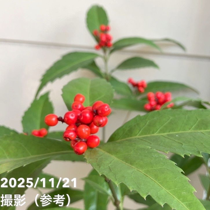 決算P5倍！8/2まで】千両 センリョウ 5号｜花木04-PA | 花木・庭木