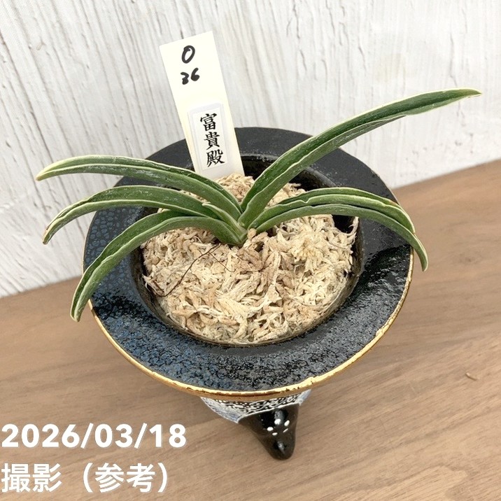 万年青 おもと 力和（りきわ）2才苗 美 優良株 黒楽鉢植え 万年青 おもと 力和（りきわ）2才苗 美 優良株 黒楽鉢植え 【公式通販】