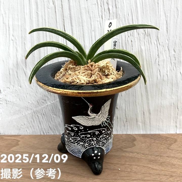 現品お届け】豊明園 万年青 オモト 富貴殿 鶴 黒錦鉢（O36）｜観葉10