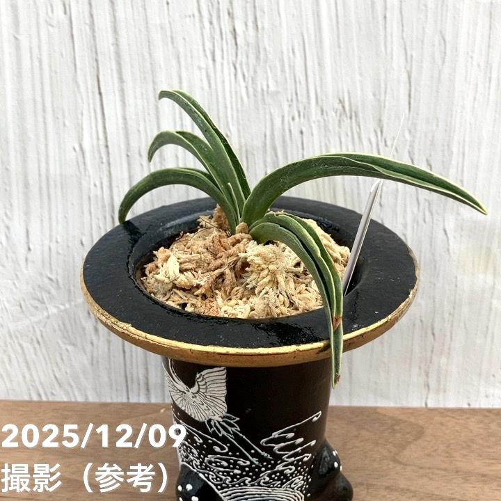 現品お届け】豊明園 万年青 オモト 富貴殿 鶴 黒錦鉢（O36）｜観葉10