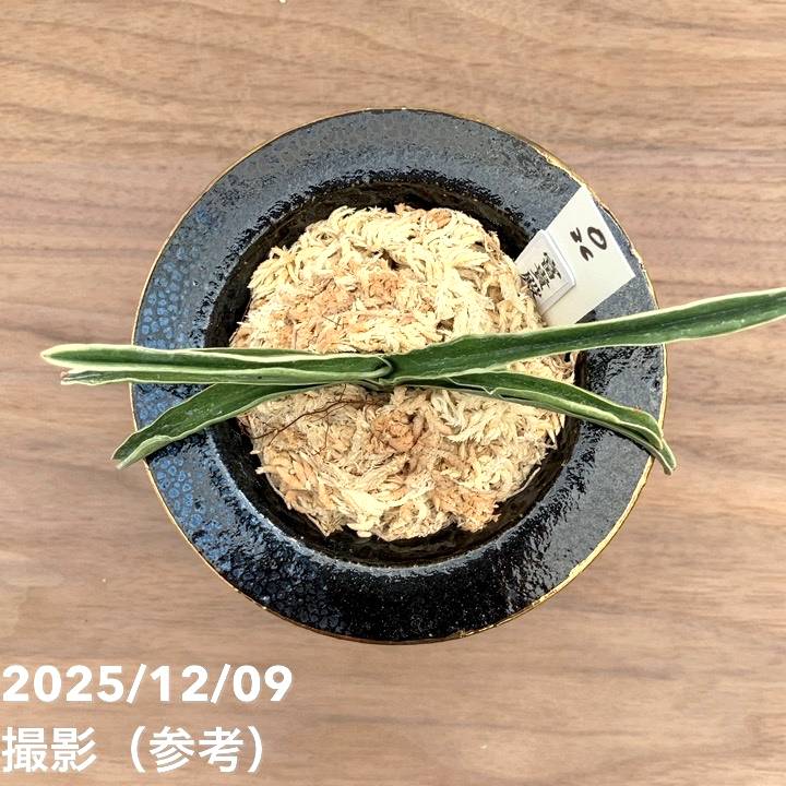 現品お届け】豊明園 万年青 オモト 富貴殿 鶴 黒錦鉢（O36）｜観葉10