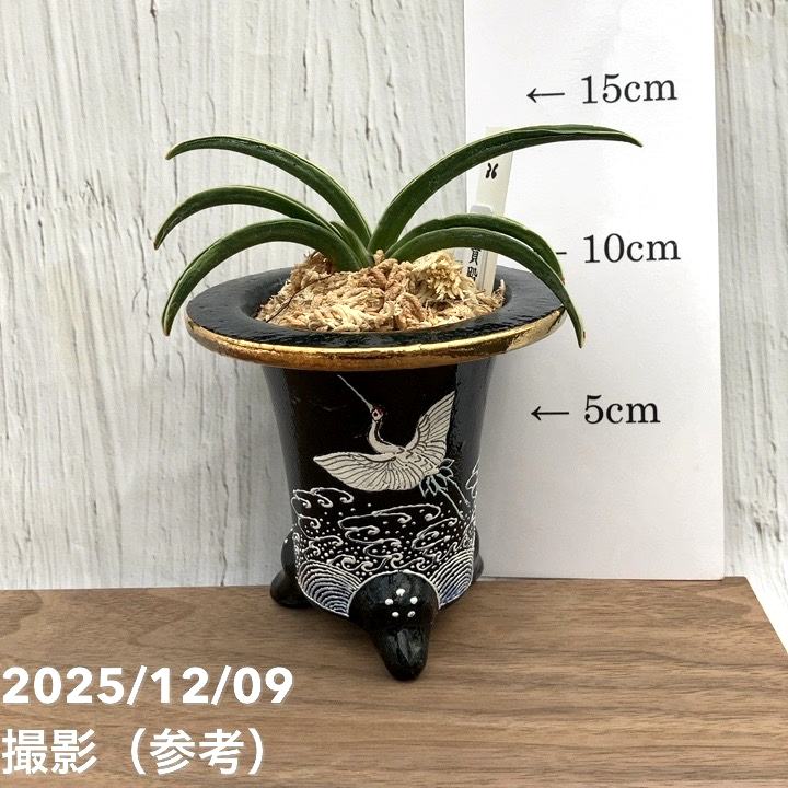 現品お届け】豊明園 万年青 オモト 富貴殿 鶴 黒錦鉢（O36）｜観葉10