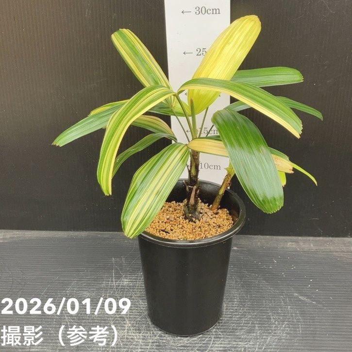 観音竹 小達磨錦 4号｜観葉10-TU | 観葉・多肉 | 赤塚植物園オンライン
