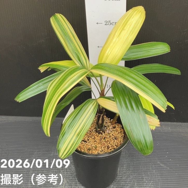 観音竹 小達磨錦 4号｜観葉10-TU | 観葉・多肉 | 赤塚植物園オンライン