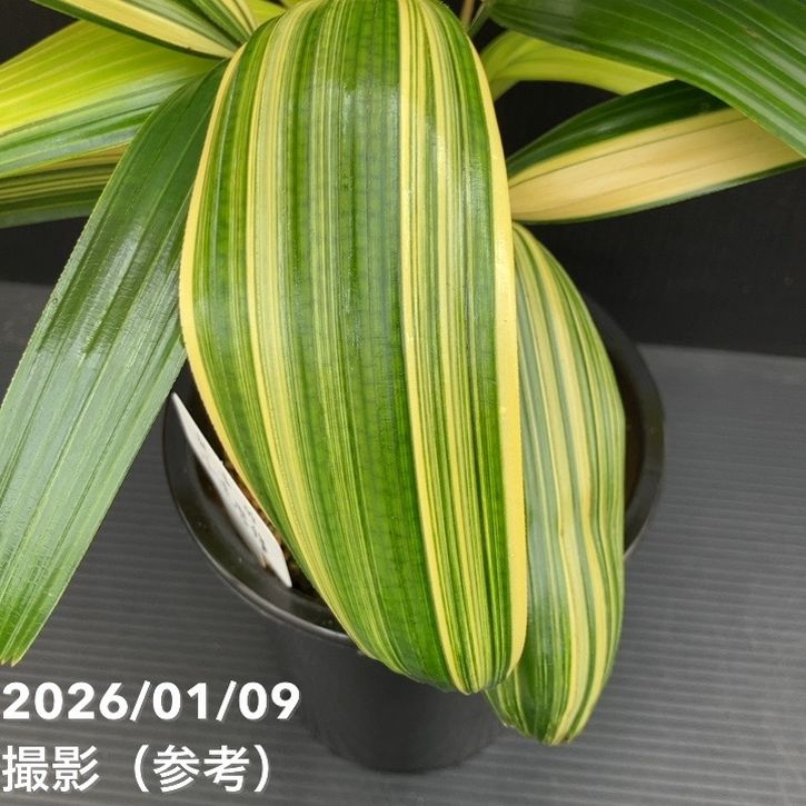 観音竹 小達磨錦 4号｜観葉10-TU | 観葉・多肉 | 赤塚植物園オンライン