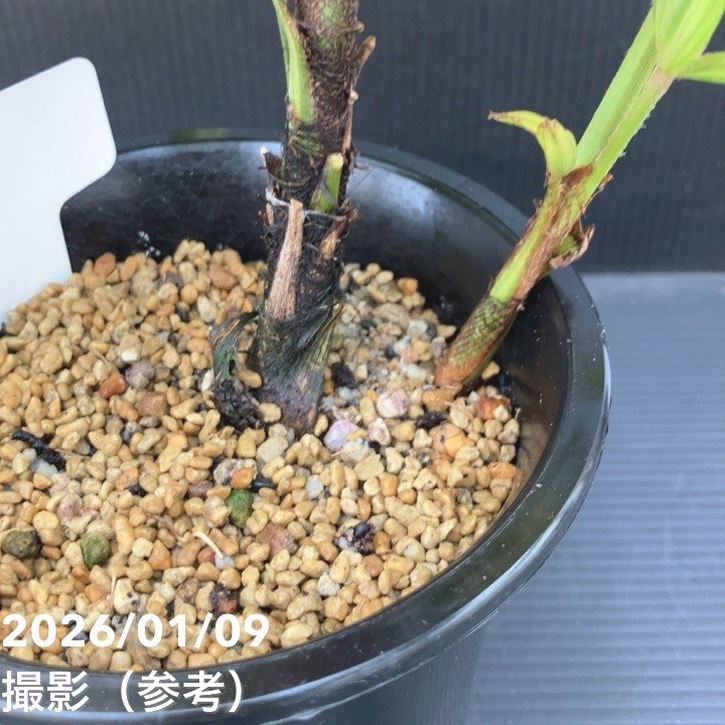 観音竹 小達磨錦 4号｜観葉10-TU | 観葉・多肉 | 赤塚植物園オンライン