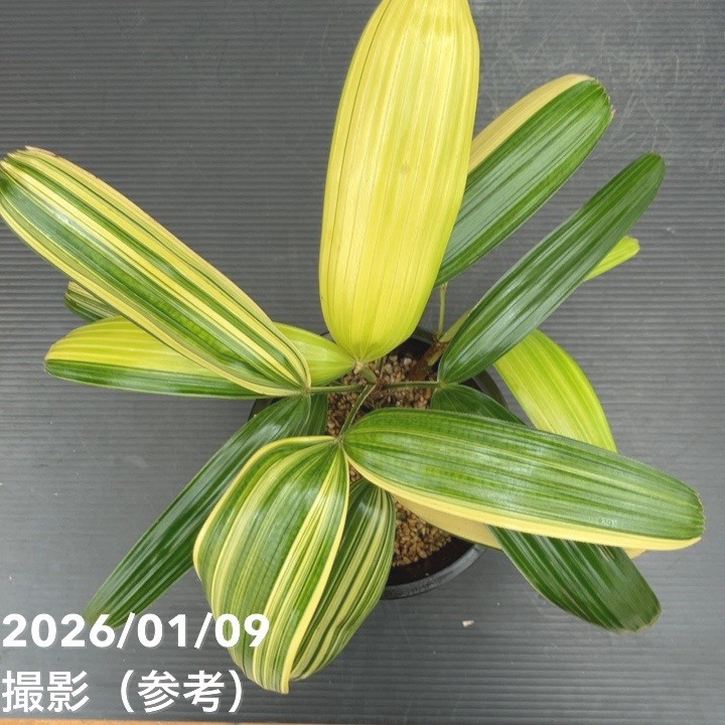 観音竹 小達磨錦 4号｜観葉10-TU | 観葉・多肉 | 赤塚植物園オンライン