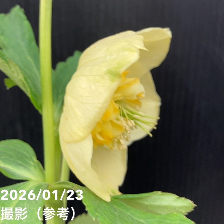 一点物】加藤農園 クリスマスローズ モーリー 4.5号（KT39）｜山野04