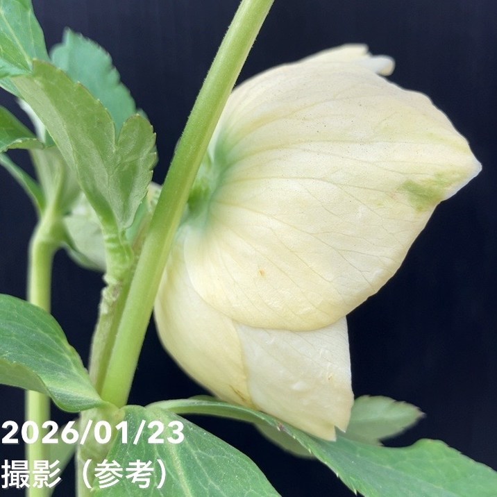 一点物】加藤農園 クリスマスローズ モーリー 4.5号（KT39）｜山野04