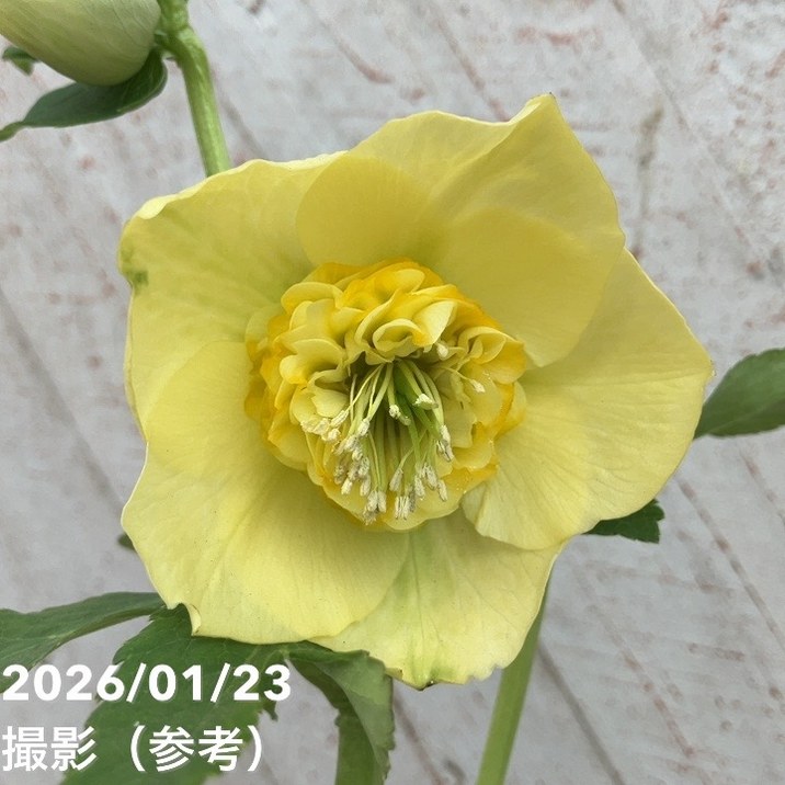 一点物】加藤農園 クリスマスローズ モーリー 4.5号（KT39）｜山野04