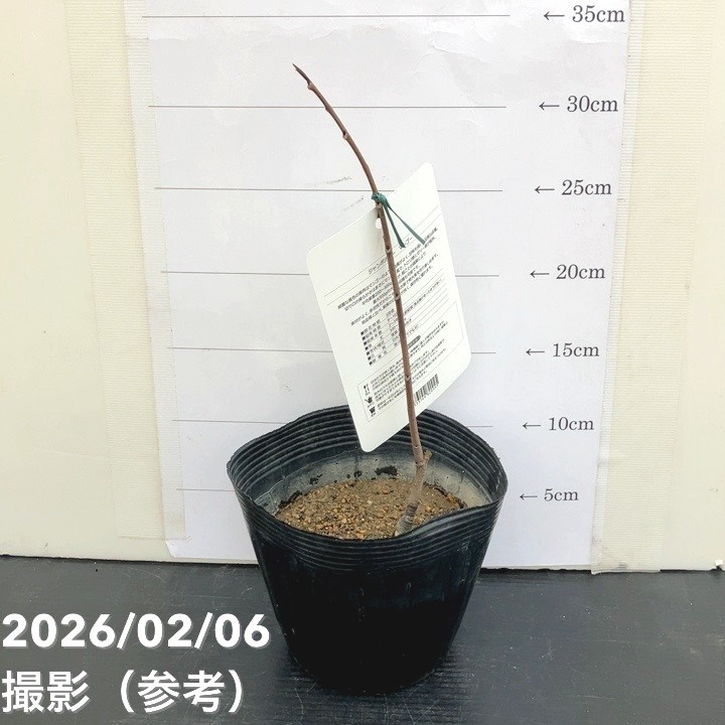 無農薬　果樹ペリカンマンゴー1.8メートル ５年生自宅に取りに来ていただける方 楽天市場】ペリカンマンゴー 栽培の通販