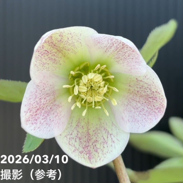 一点物】大和園 クリスマスローズ 4.5号（YA14）｜山野04-PA | 草花