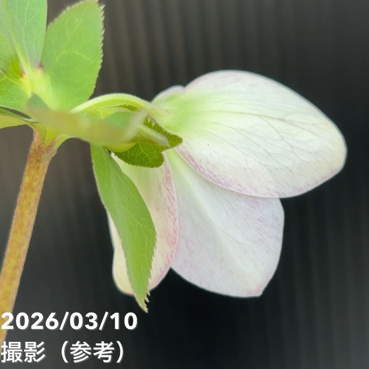 一点物】大和園 クリスマスローズ 4.5号（YA14）｜山野04-PA | 草花