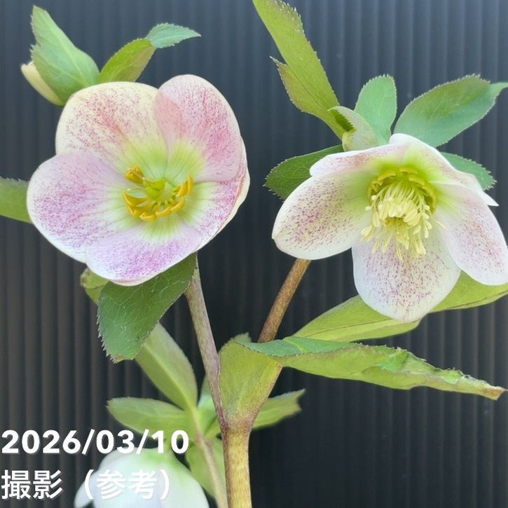 一点物】大和園 クリスマスローズ 4.5号（YA14）｜山野04-PA | 草花