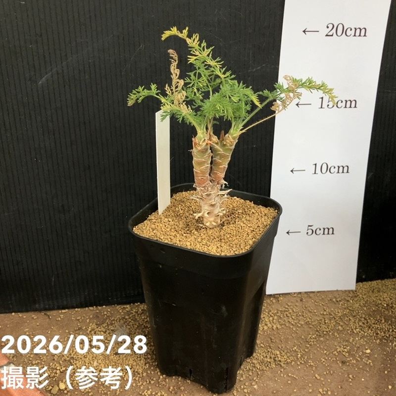 ペラルゴニウム　ヒルツム ペラルゴニウム ヒルツム 2.5号｜観葉04-PA | 観葉・多肉 | 赤塚植物園