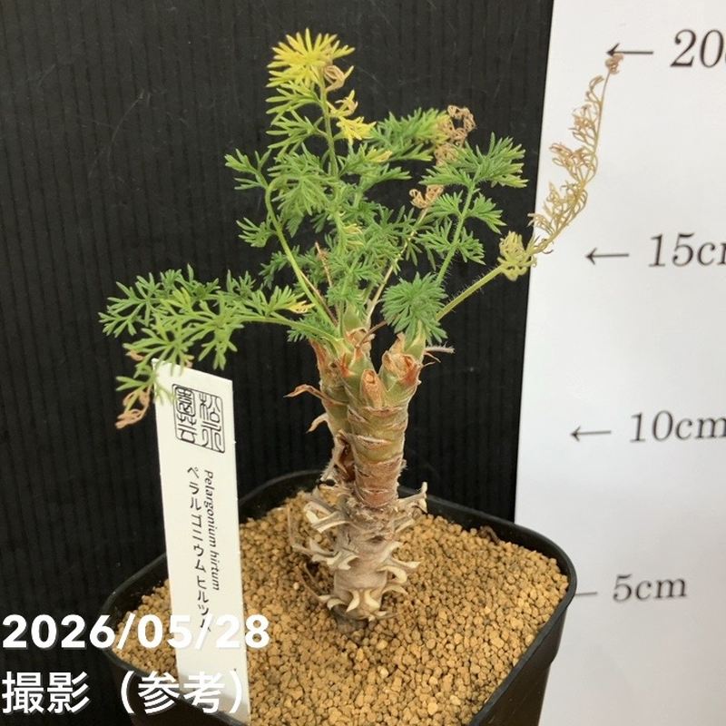 ペラルゴニウム ヒルツム 2.5号｜観葉04-PA | 観葉・多肉 | 赤塚植物園