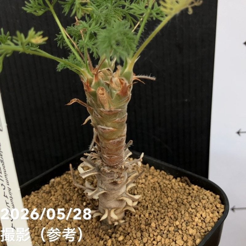 ペラルゴニウム ヒルツム 2.5号｜観葉04-PA | 観葉・多肉 | 赤塚植物園