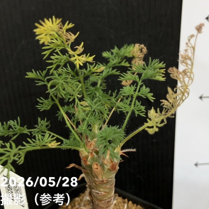 ペラルゴニウム ヒルツム 2.5号｜観葉04-PA | 観葉・多肉 | 赤塚植物園