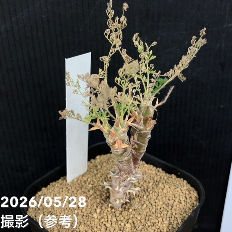 ペラルゴニウム ヒルツム 2.5号｜観葉04-PA | 観葉・多肉 | 赤塚植物園