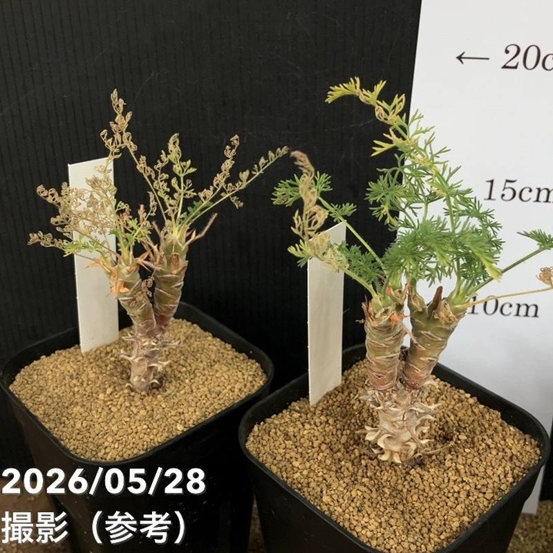ペラルゴニウム ヒルツム 2.5号｜観葉04-PA | 観葉・多肉 | 赤塚植物園
