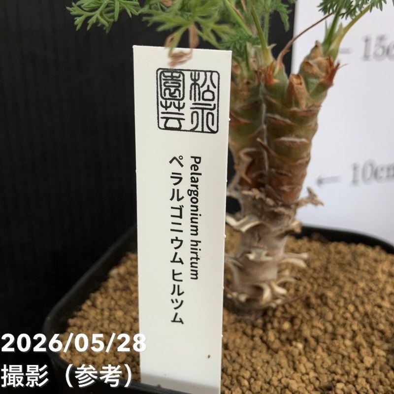 ペラルゴニウム ヒルツム 2.5号｜観葉04-PA | 観葉・多肉 | 赤塚植物園