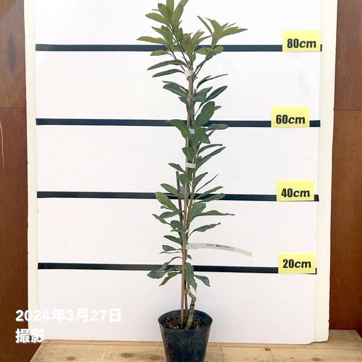 山桃(ヤマモモ)盆栽 SS006 山桃（ヤマモモ）盆栽 SS006