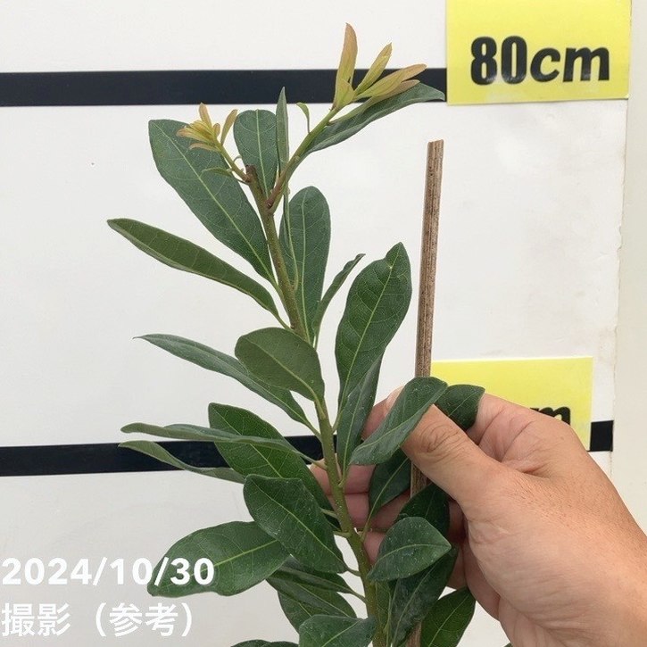 山桃(ヤマモモ)盆栽 SS006 山桃（ヤマモモ）盆栽 S001 | 盆栽創