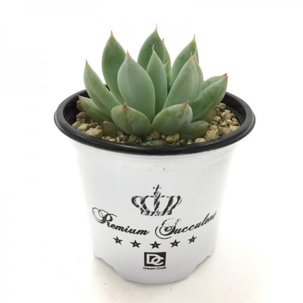 エケベリア メキシカンジャイアント 花うらら 10日ほどかかる場合がございます Pa 産直 エケベリア 他 多肉植物 赤塚植物園オンライン フラワーショップ 花の音