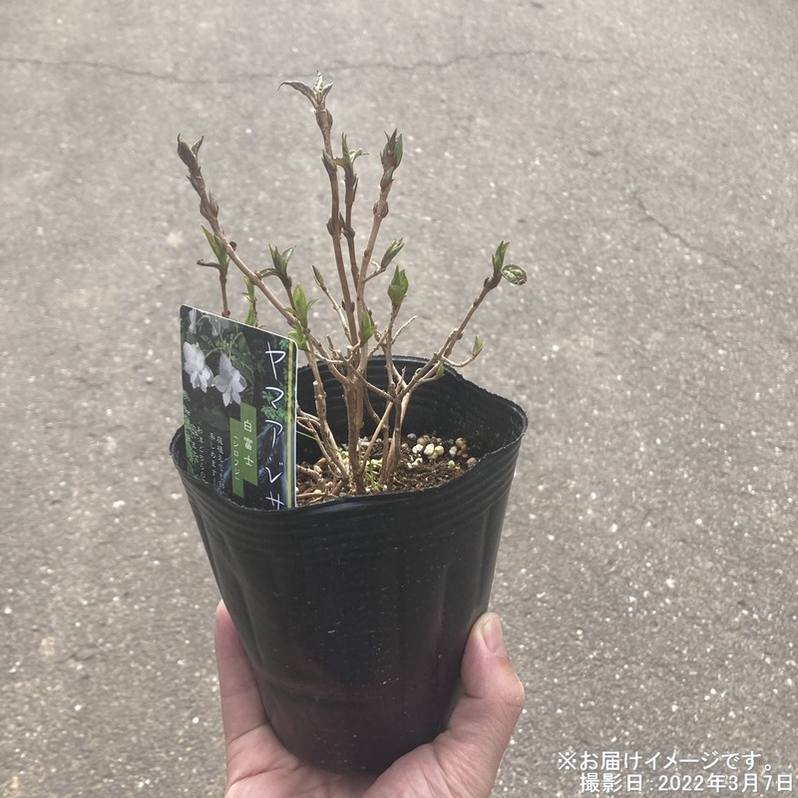 ヤマアジサイ 4号 瀬戸の夕紅 セトノユウベニ（18）｜草花01-D1 | 赤塚