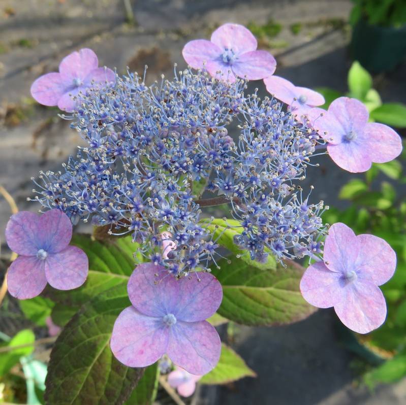 ヤマアジサイ 4号 瀬戸の夕紅 セトノユウベニ（18）｜草花01-D1 | 赤塚