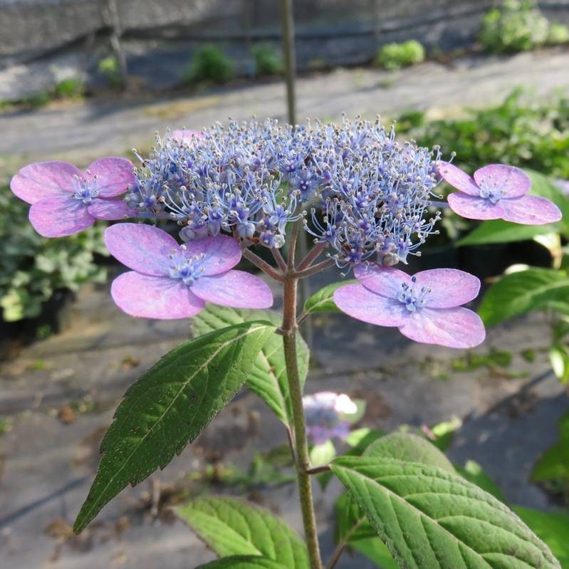 ヤマアジサイ 4号 瀬戸の夕紅 セトノユウベニ（18）｜草花01-D1 | 赤塚