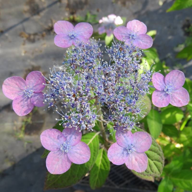 ヤマアジサイ 4号 瀬戸の夕紅 セトノユウベニ（18）｜草花01-D1 | 赤塚