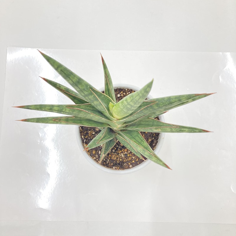 サンスベリア 4号 モトムケニア 白陶器鉢仕様｜観葉02-D2 | 観葉・多肉