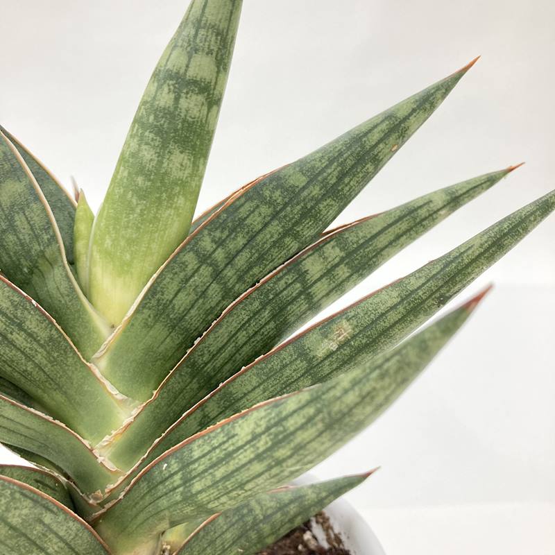 期間限定10％OFF！】サンスベリア 4号 モトムケニア 白陶器鉢仕様