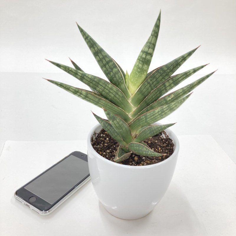 期間限定10％OFF！】サンスベリア 4号 モトムケニア 白陶器鉢仕様