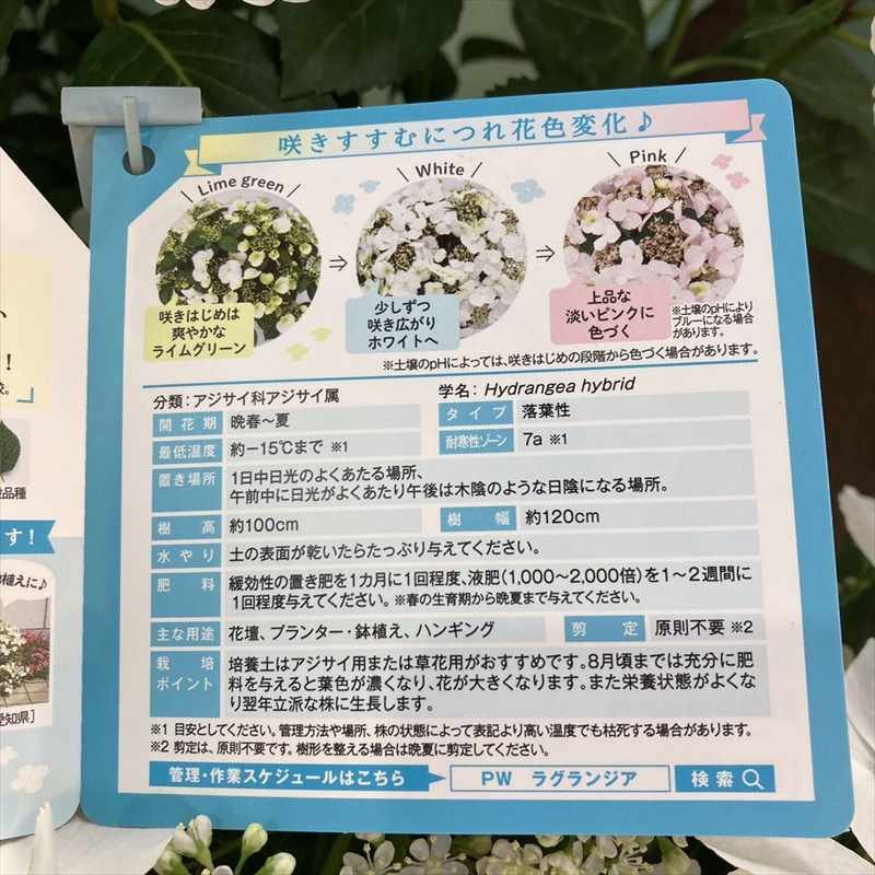 PW ラグランジア ブライダルシャワー 7号角鉢｜鉢花04-PA | 花木・庭木