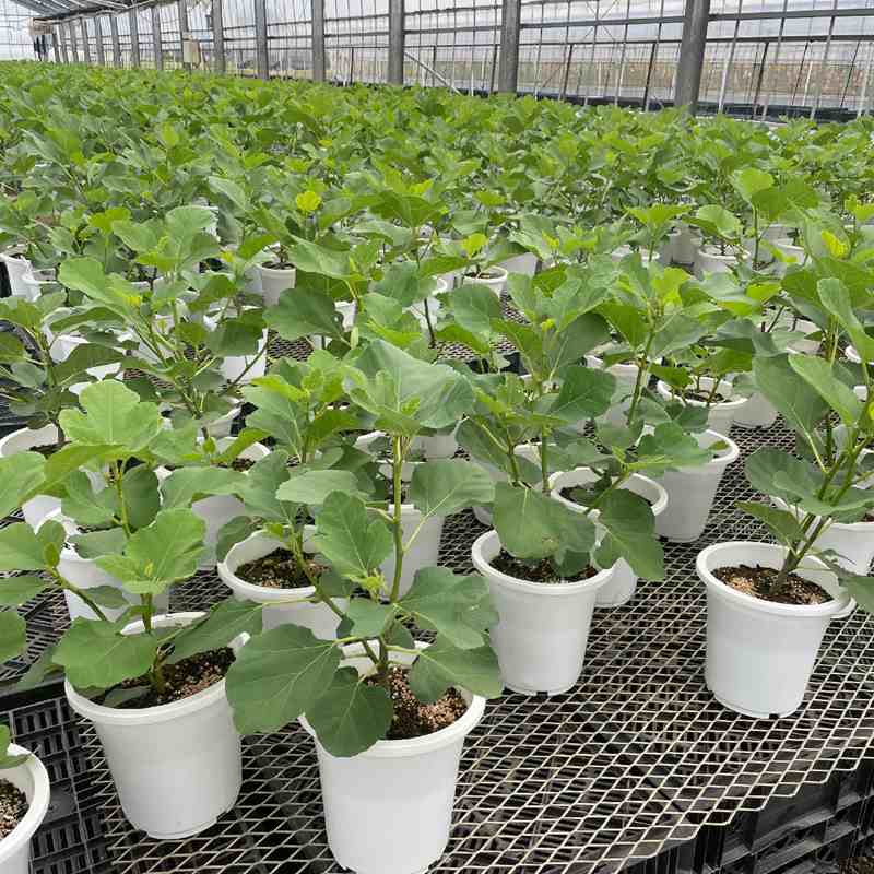 イチジク ゼブラスィート 6号 ※実無し｜果樹10-TU | 果樹,イチジク