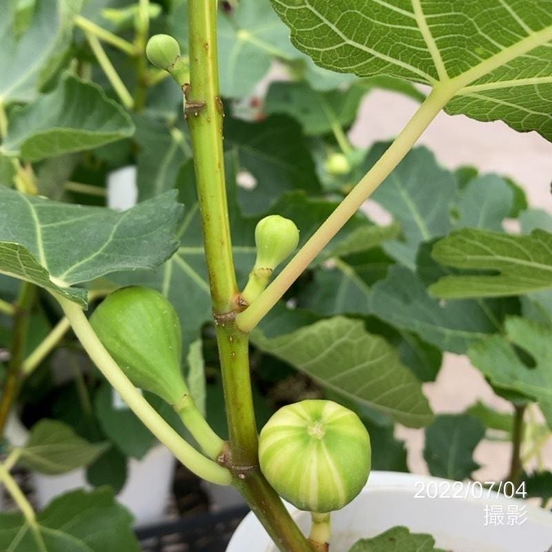 イチジク　問い合わせ用 イチジクの苗木&穂木 問い合わせ用 No.1