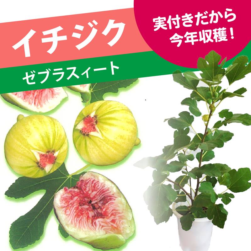 イチジク　問い合わせ用 楽天市場】【ふるさと納税】 【期間限定発送】＜2025年8月後半